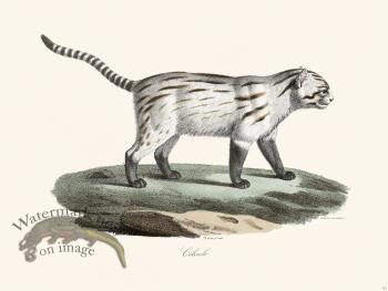 Cuvier 121 Pampas Cat